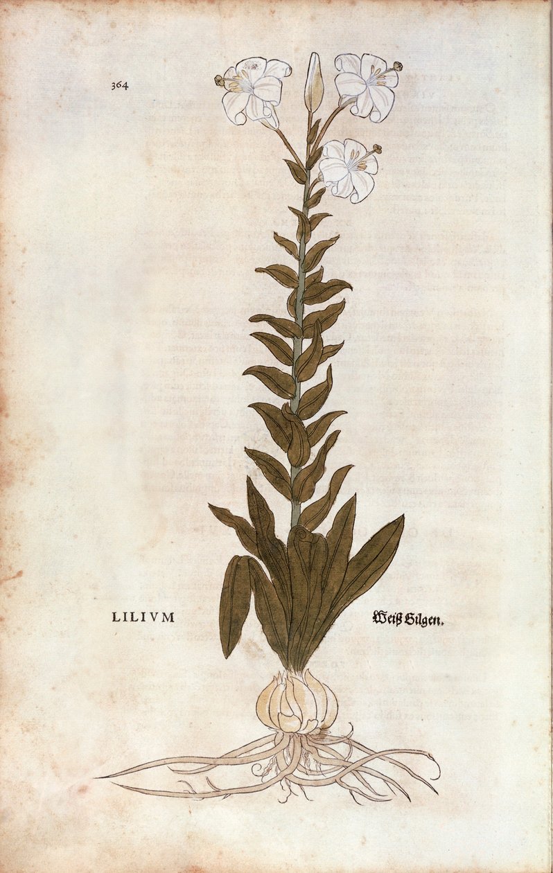 Lily by Leonhart Fuchs from 