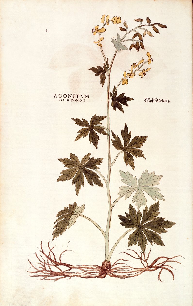 Northern Wolfsbane (Aconitum lycoctonum) by Leonhart Fuchs from De historia stirpium commentarii insignes (Notable Commentaries on the History of Plants) by Leonhard Fuchs