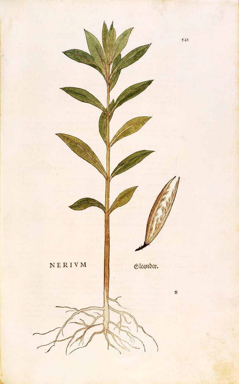 Oleander (Nerium oleander) by Leonhard Fuchs