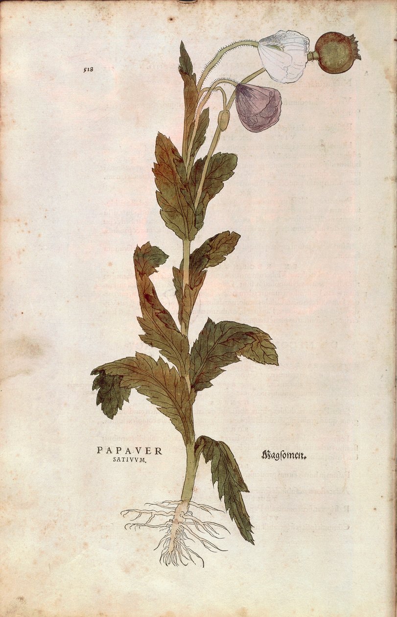 Opium poppy - Papaver somniferum (Papaver satiuum) by Leonhart Fuchs from De historia stirpium commentarii insignes (Notable Commentaries on the History of Plants) by Leonhard Fuchs