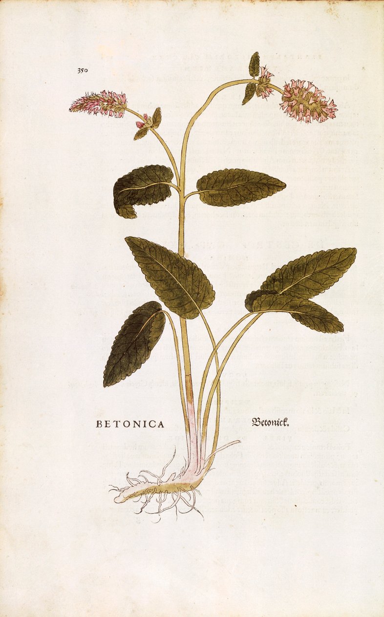 Purple Betony or Bishop