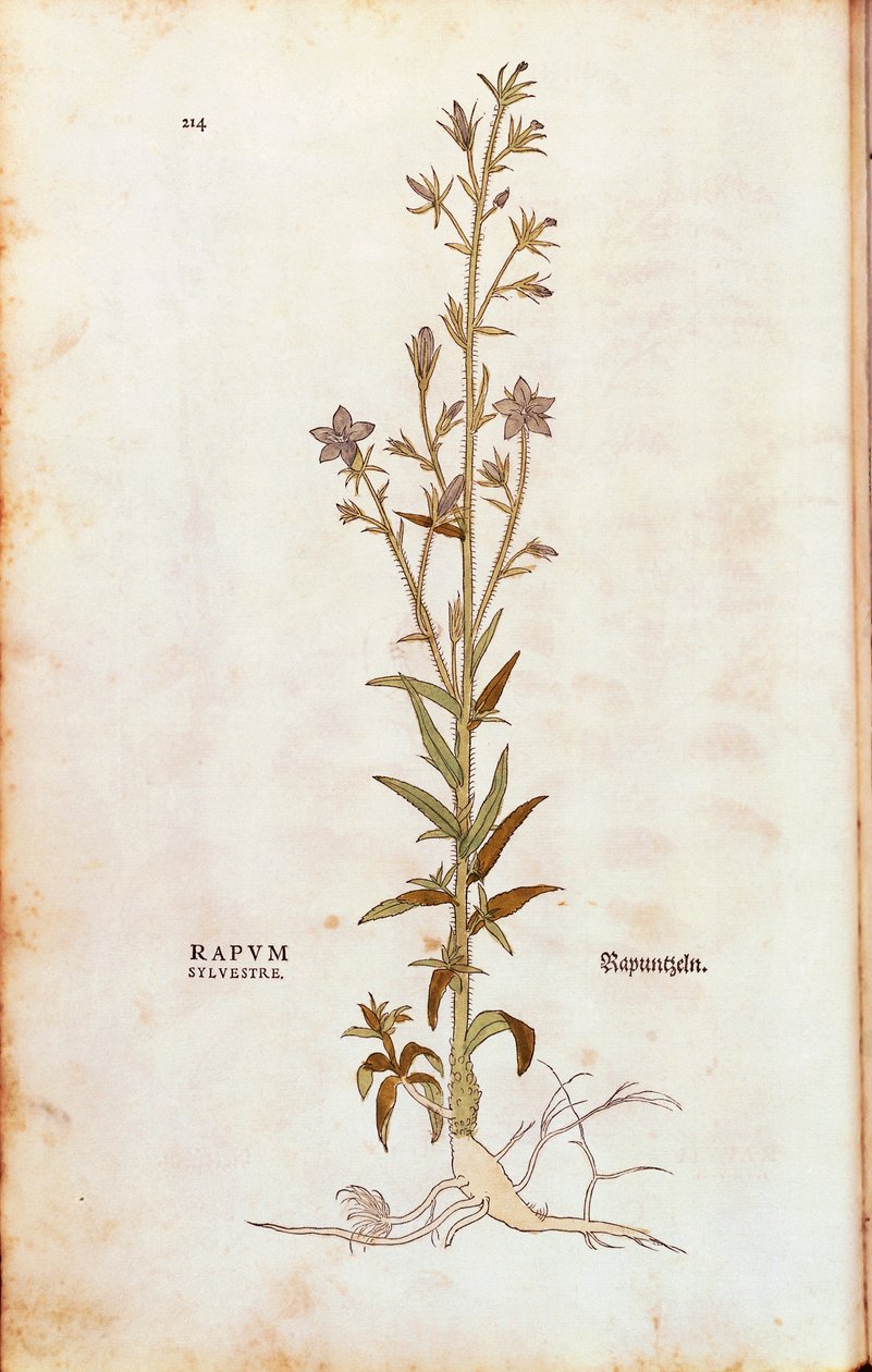 Rampion Bellflower (Campanula rapunculus) from Notable Commentaries on the History of Plants by Leonhard Fuchs