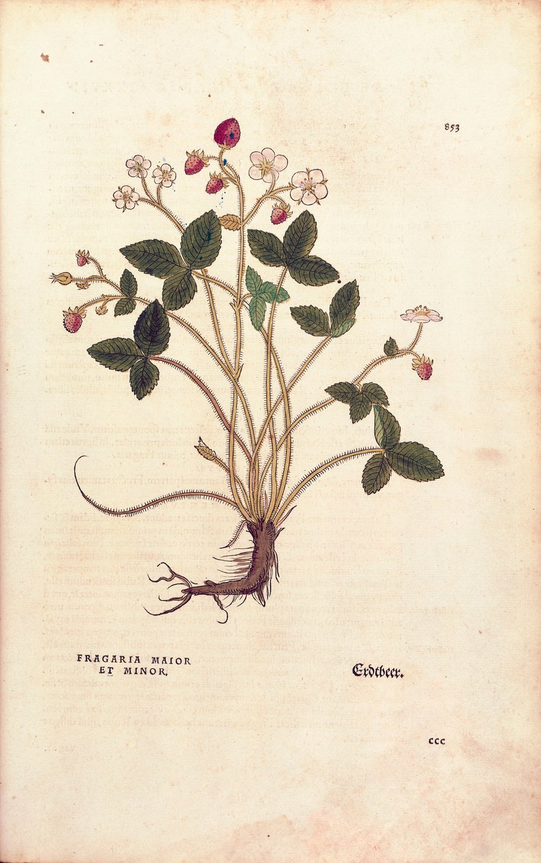 Woodland strawberry - Fragaria vesca (Fragaria maior et minor) from De historia stirpium commentarii insignes (Notable Commentaries on the History of Plants), coloured engraving by Leonhard Fuchs