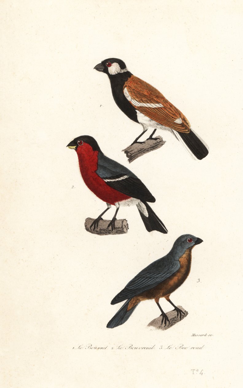Reunion Bullfinch Species, Eurasian Bullfinch and Blue Grosbeak by Leopold Massard