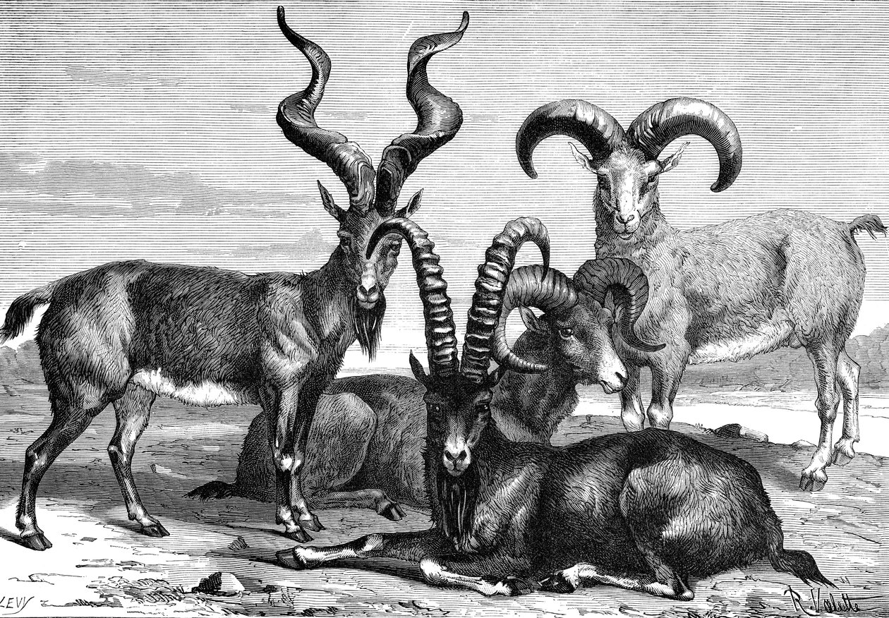 Mountain Sheep and Ibex by Levy