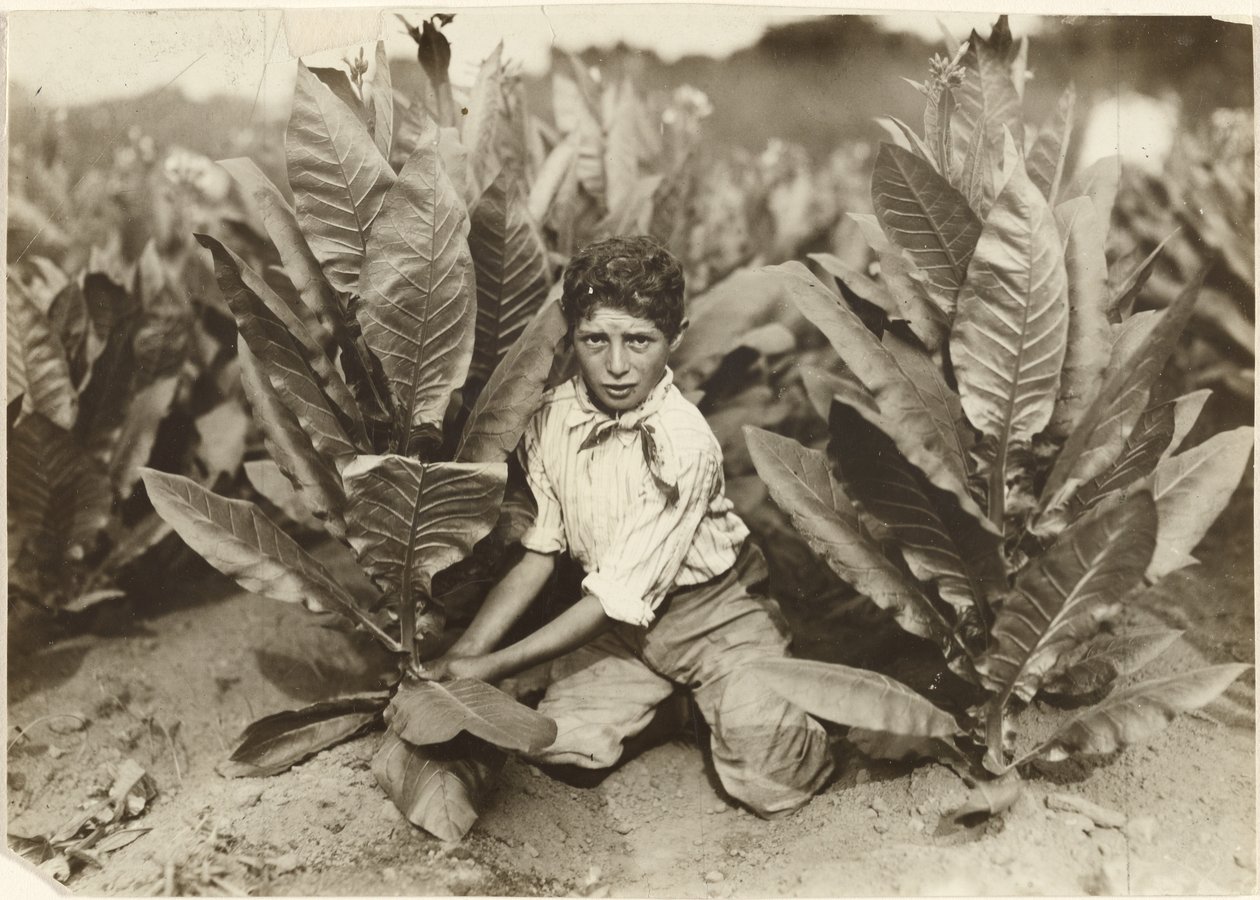 Ten Year Old Picker on Gildersleeve Tobacco Farm by Lewis W. Hine