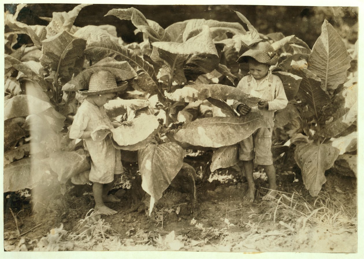 Amos 6 and Horace 4 Worm and Sucker Tobacco Plants All Day for Their Father John Neal at Warren County, Albaton, Kentucky, 1916 by Lewis Wickes Hine