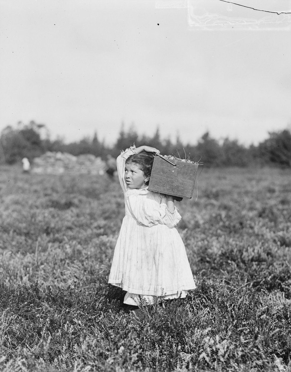 Eight Year Old Jennie Camillo from Philadelphia Picking Cranberries at Theodore Budd