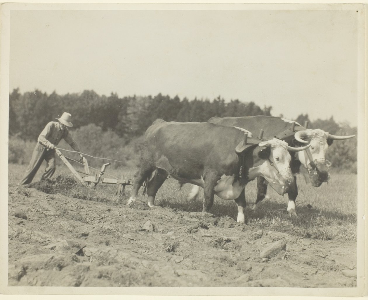 Rural Scene In Central Maine, Many Oxen Are Still Used by Lewis Wickes Hine