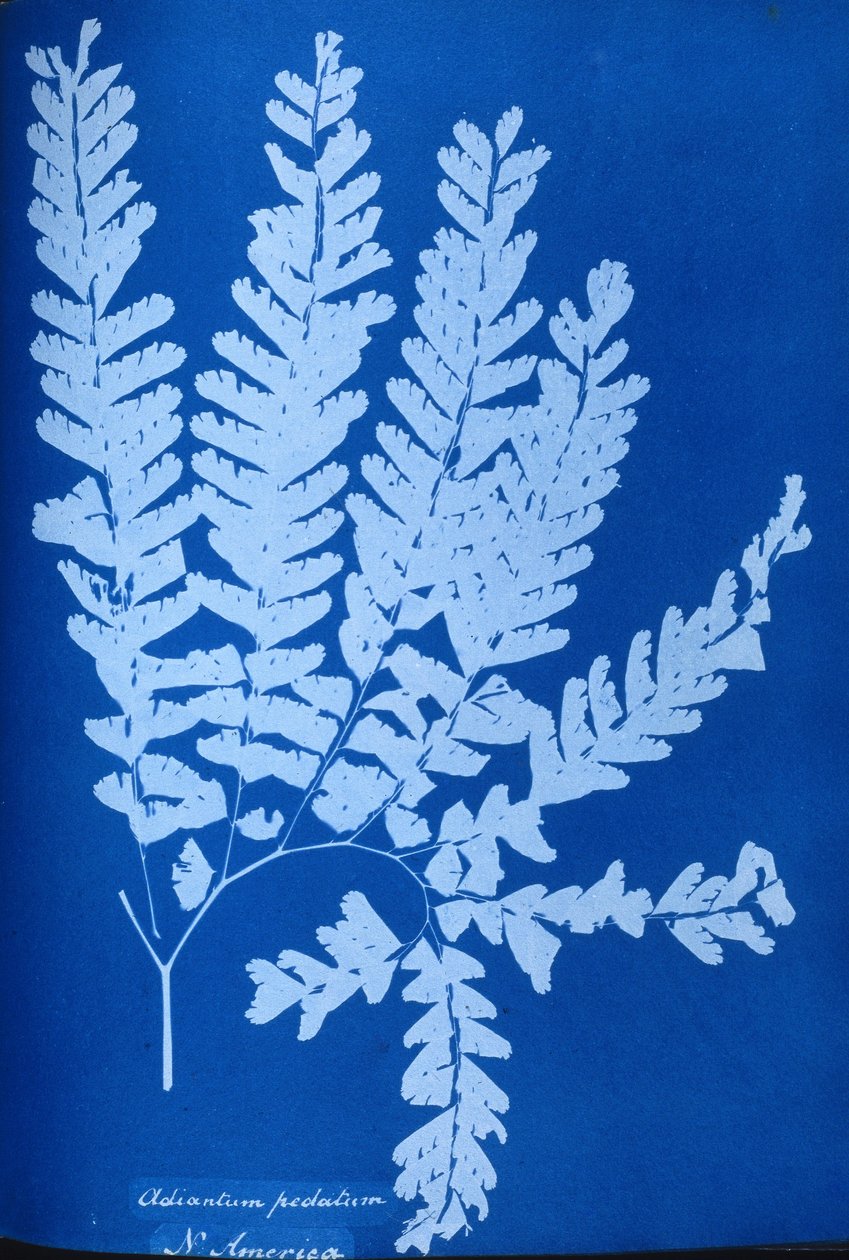 Cyanotype of a North American fern, Adiantum pedatum by Unbekannt Unbekannt