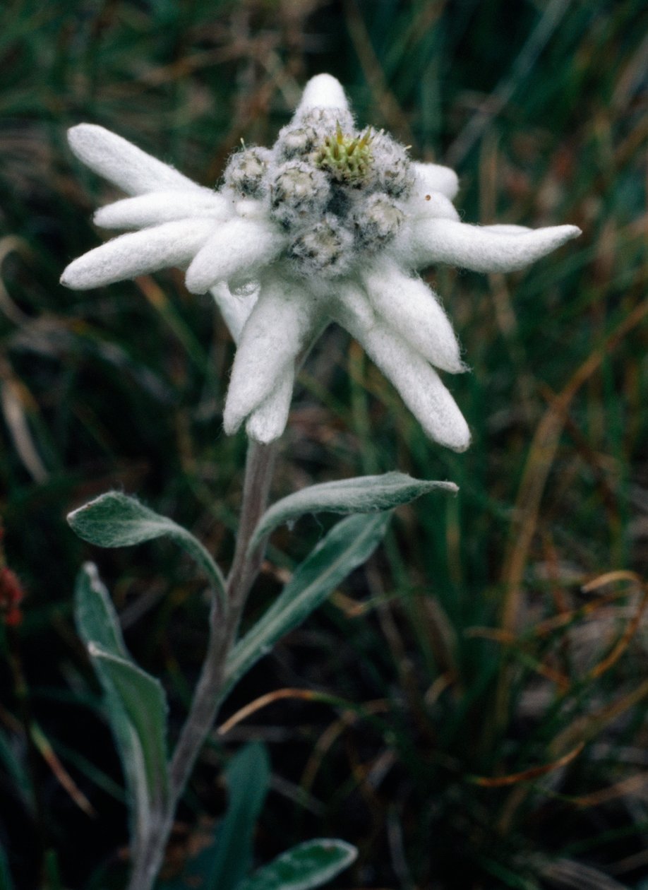 Edelweiss by Unbekannt Unbekannt
