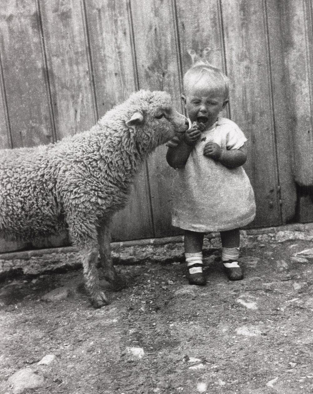 Lamb taking a close interest in a young child