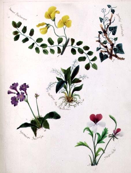 Wild Flowers by Lili Cartwright