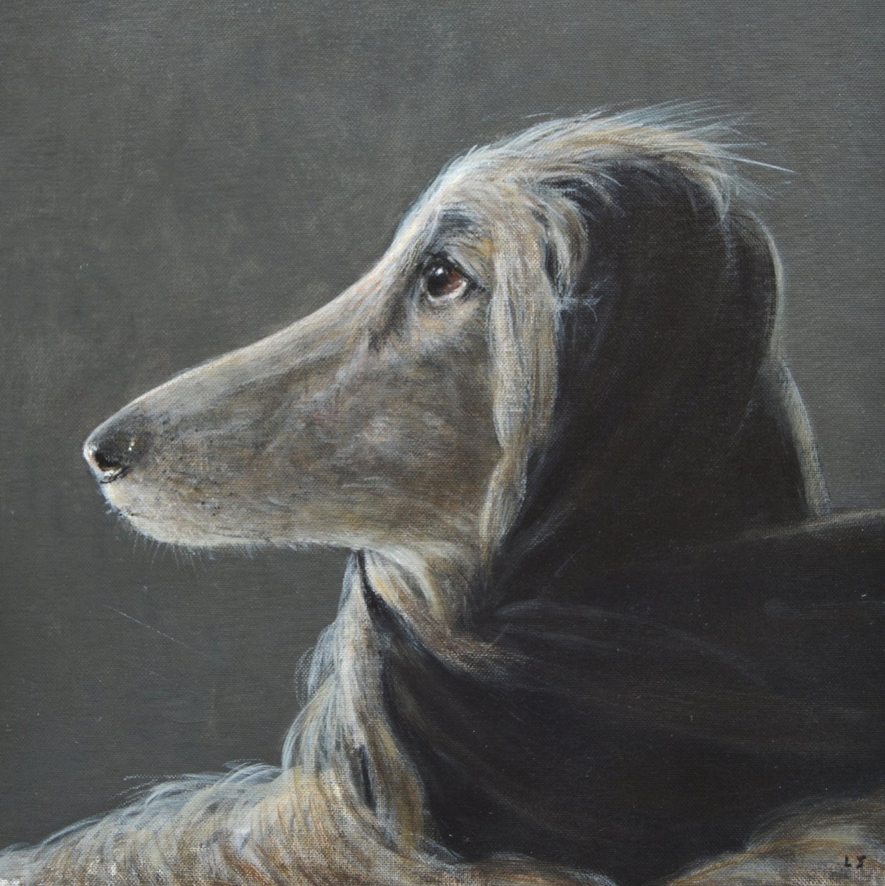 Afghan at Speed, Grey by Lincoln Seligman