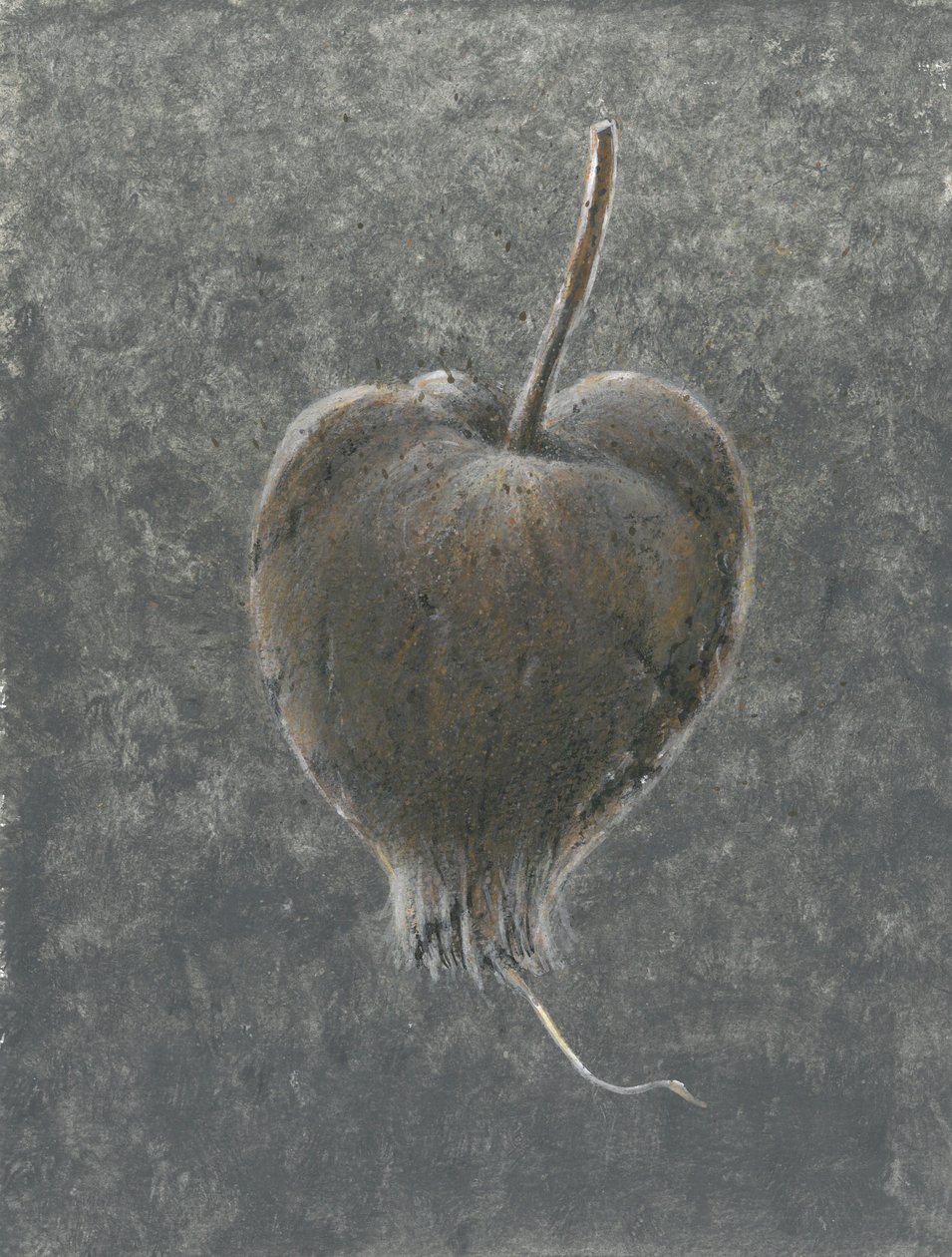 Barringtonia Acutangula by Lincoln Seligman