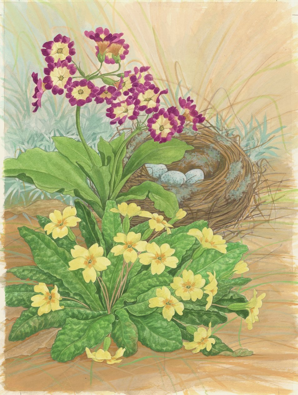 Auricula, Primrose and Nest, 1998 by Linda Benton