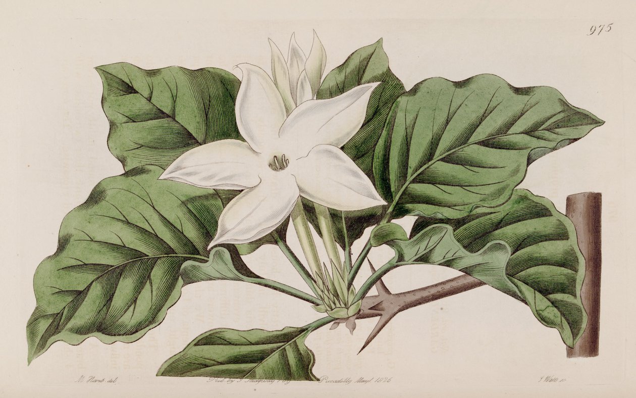 Gardenia propinqua by Lindley