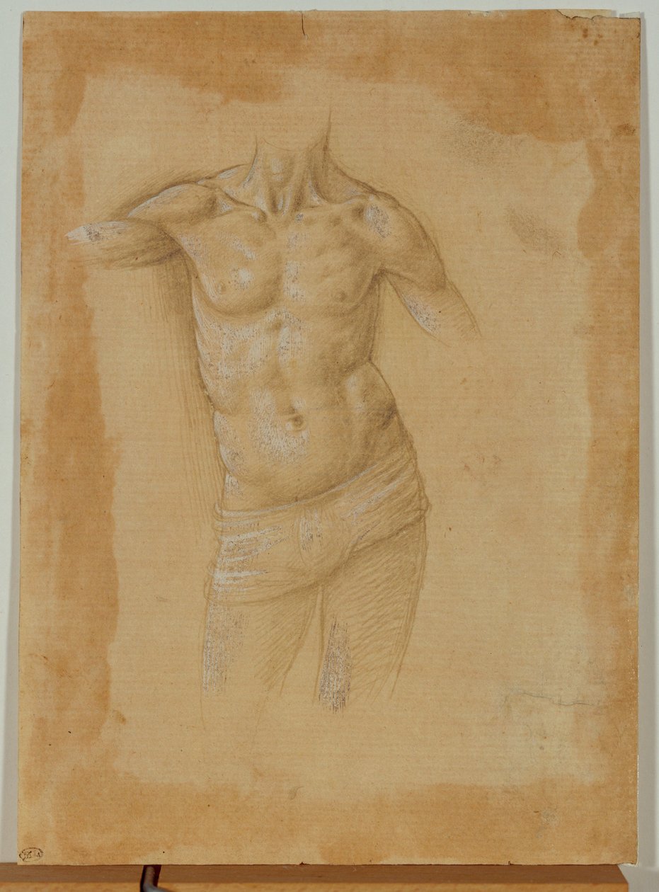 Bust of a Half-Naked Man, Without Head by Lorenzo di Credi