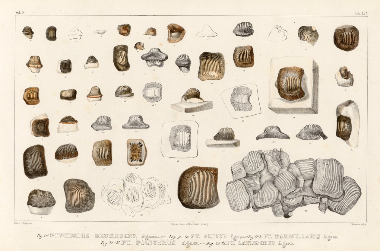 Table 25b of Volume 3 showing Tooth of Different Species of the Genus Ptychodus by Louis Agassiz