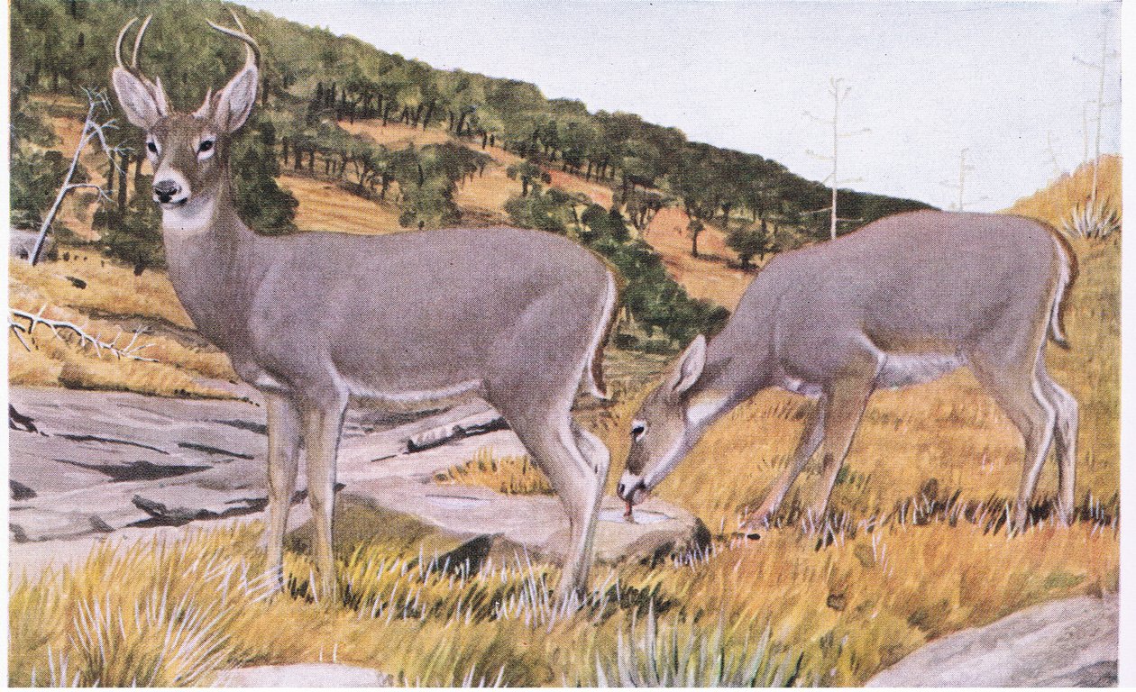 Arizona Whitetail small and elusive with a coat of rusty brown in summer by Louis Agassiz Fuertes