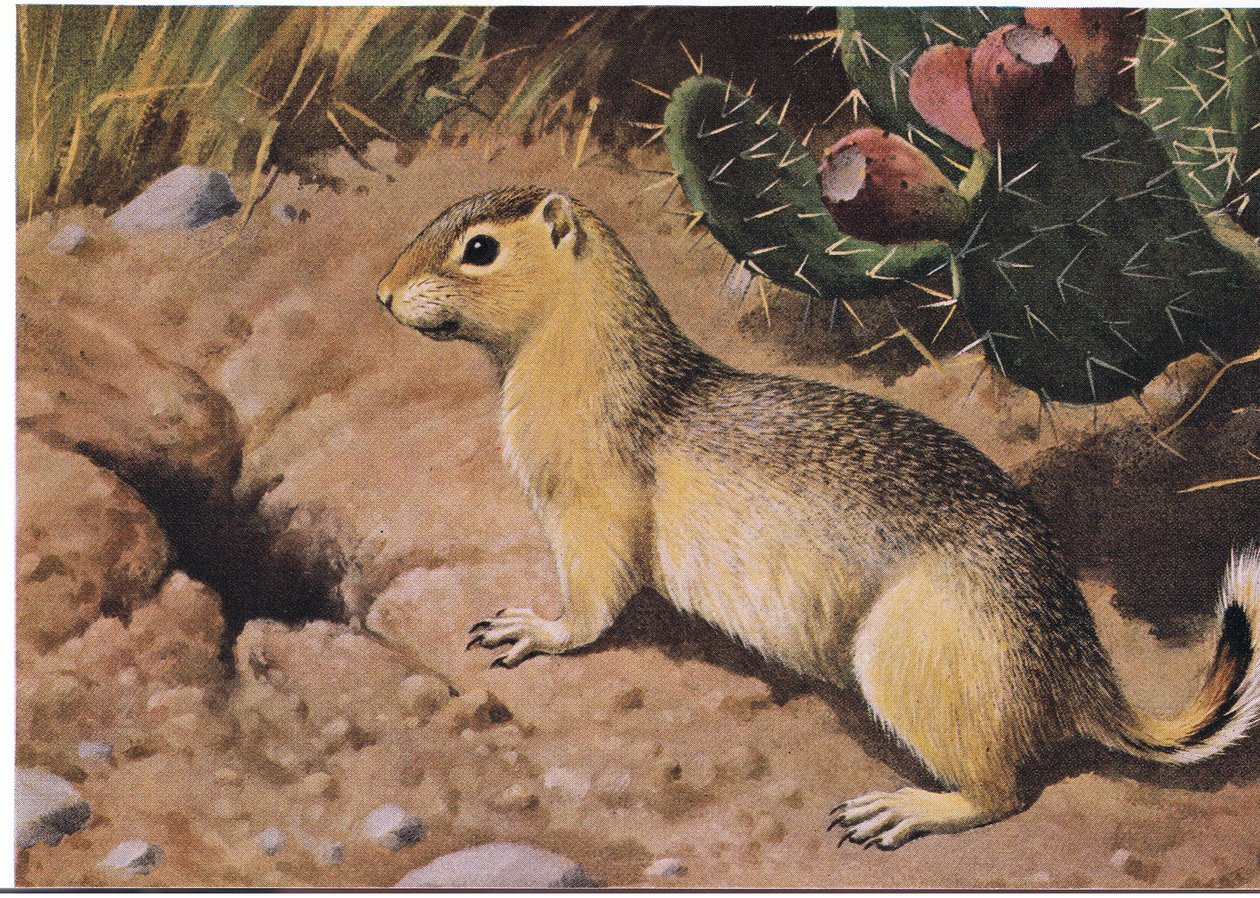 Eastern Chipmunk, a Compulsive Provider Whose Many Cupboards Are Never Bare by Louis Agassiz Fuertes
