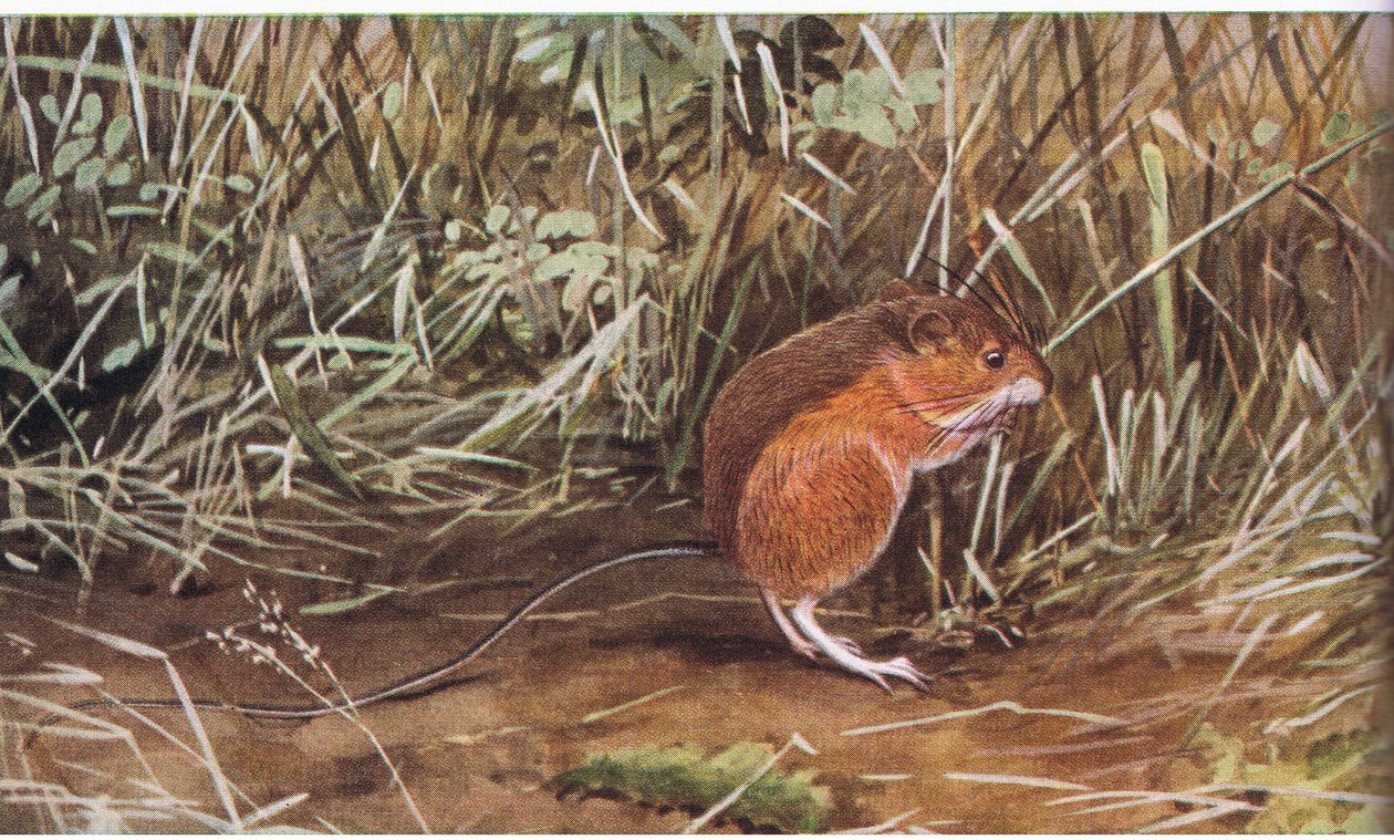 Meadow Jumping Mouse, Tiny Mouse but Can Leap Eight Feet in Length by Louis Agassiz Fuertes