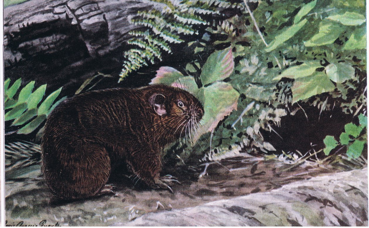 Mountain Beaver, Their Long Whiskers Guide Them Through Dark Tunnels by Louis Agassiz Fuertes