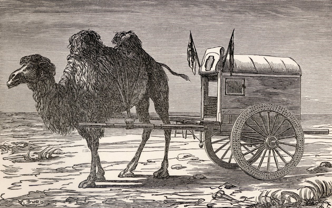 A Camel Pulling a Carriage Across the Gobi Desert, Asia, from 