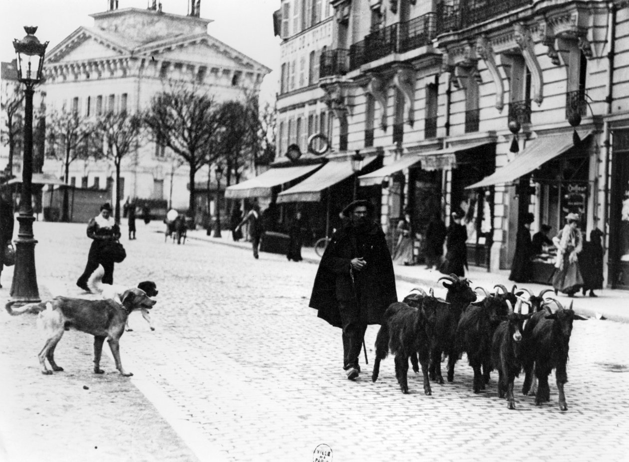 Goatherd Driving His Flock of Goats in the Cours de Vincennes, Paris, c.1900 by Louis Vert