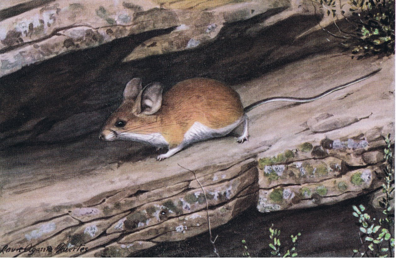 Big Eared Pinion Mouse Represents the White Footed Clan in the Rugged Canyons of the South West by Louis Agassiz Fuertes