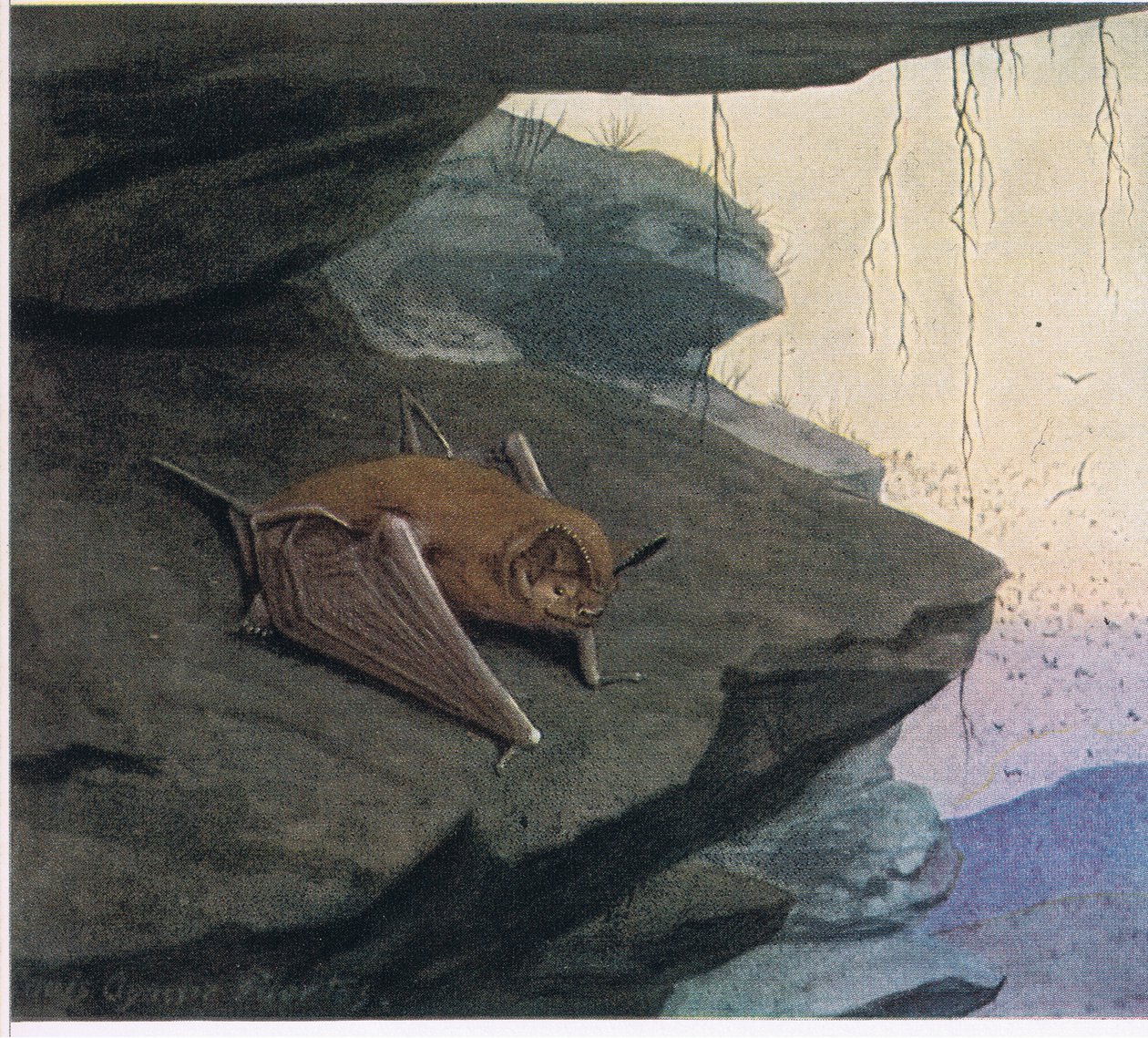 Free Tailed Bat by Louis Agassiz Fuertes