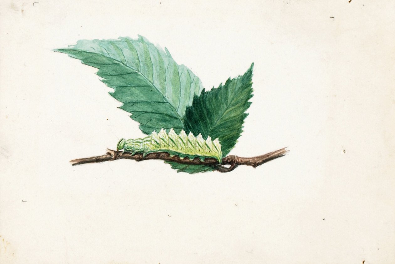Jagged Leaf Edge Caterpillar, study for book Concealing Coloration in the Animal Kingdom by Louis Agassiz Fuertes