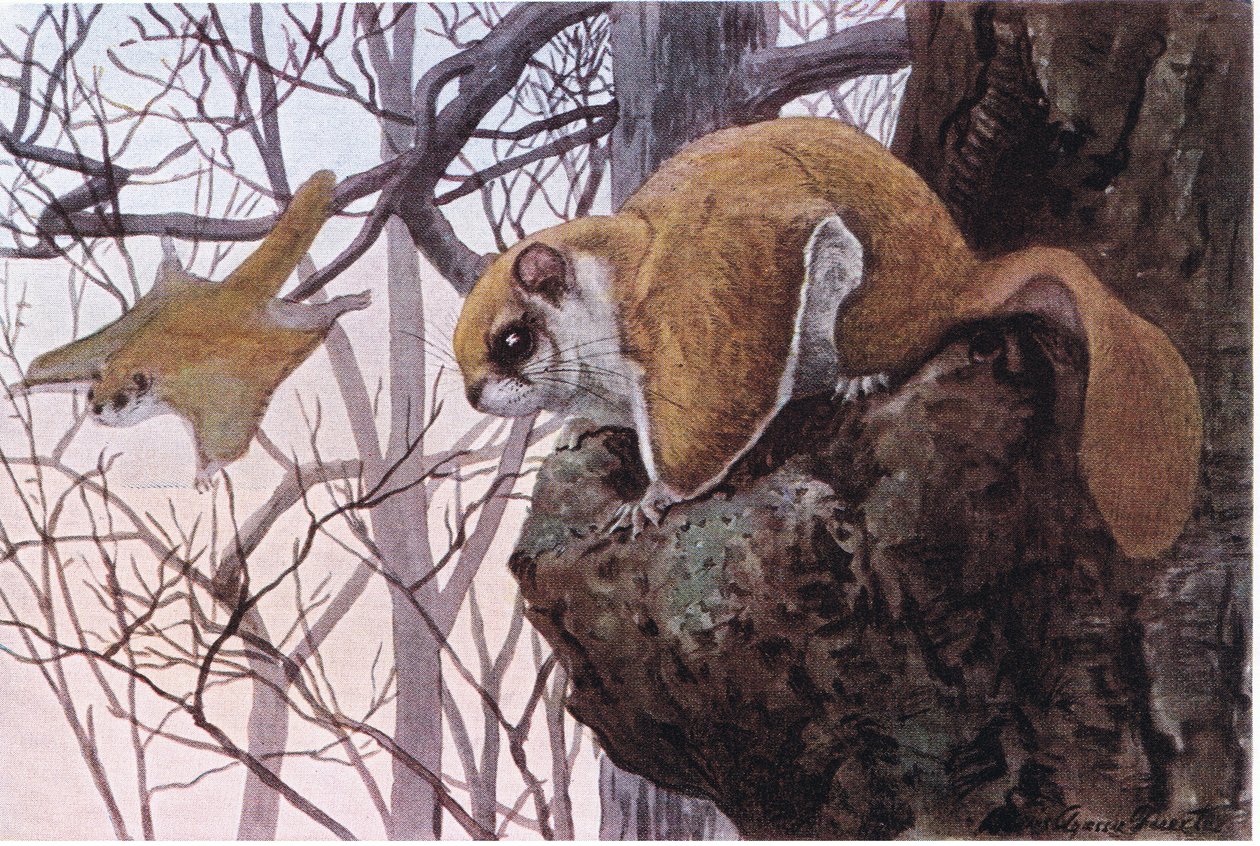 Northern Flying Squirrel Gliding