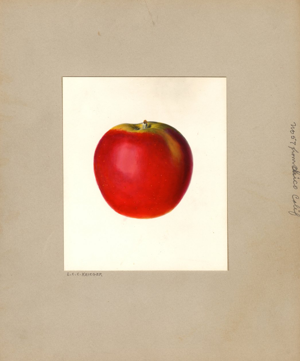Apple (Malus domestica: No. 57) by Louis Charles Christopher Krieger