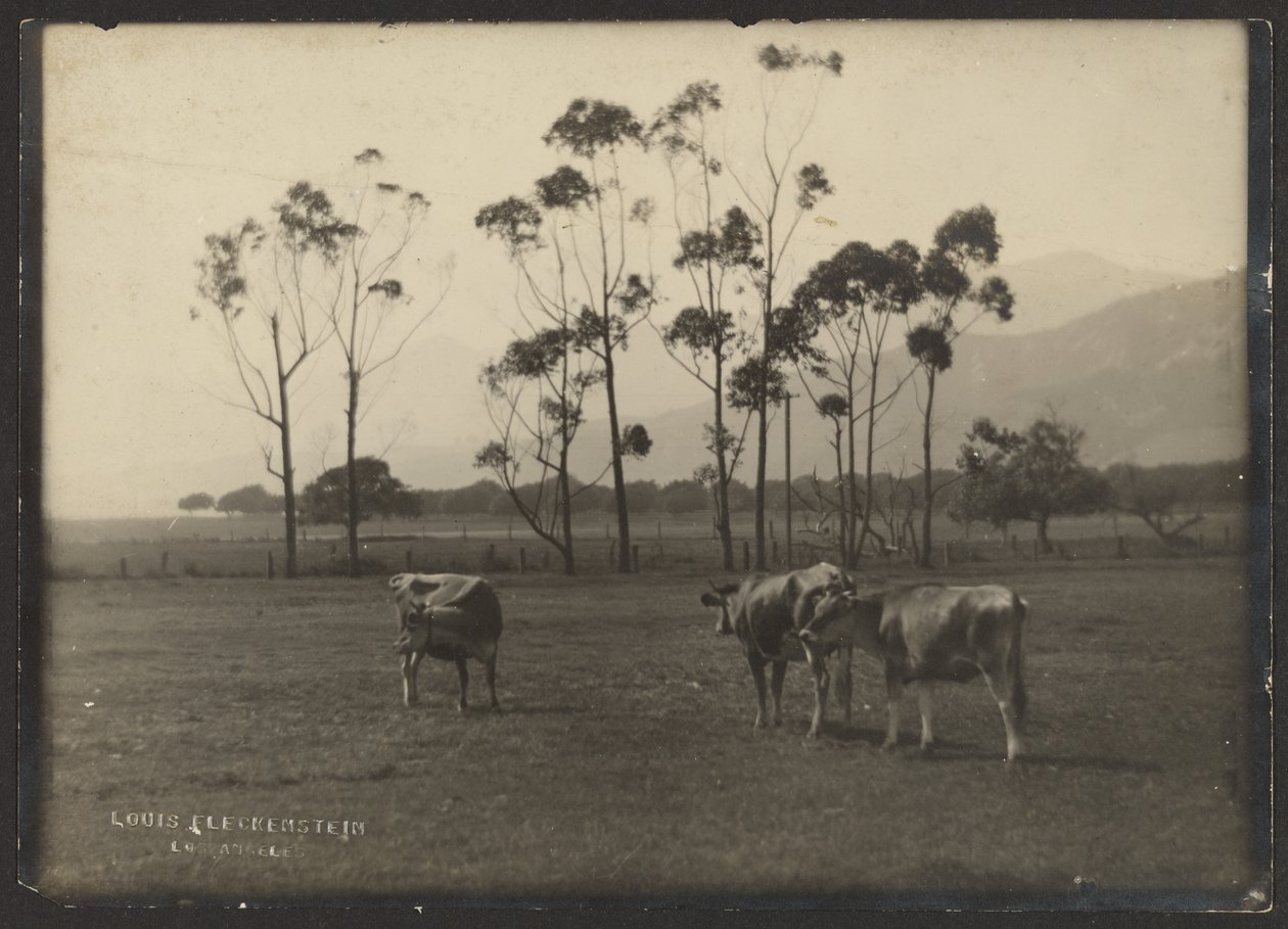Cows in Field by Louis Fleckenstein