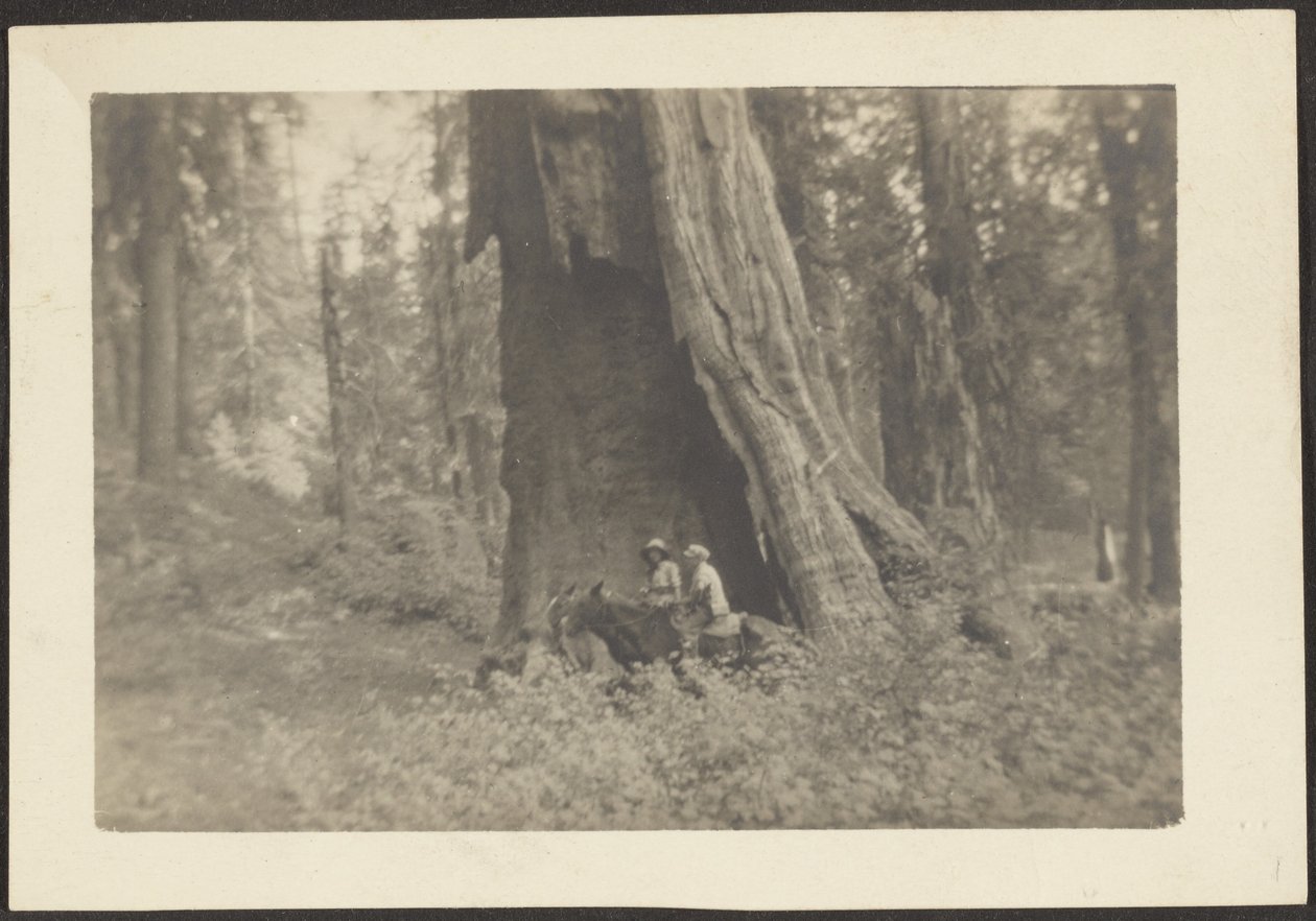 Figures on Horseback in Hollow of Massive Tree by Louis Fleckenstein