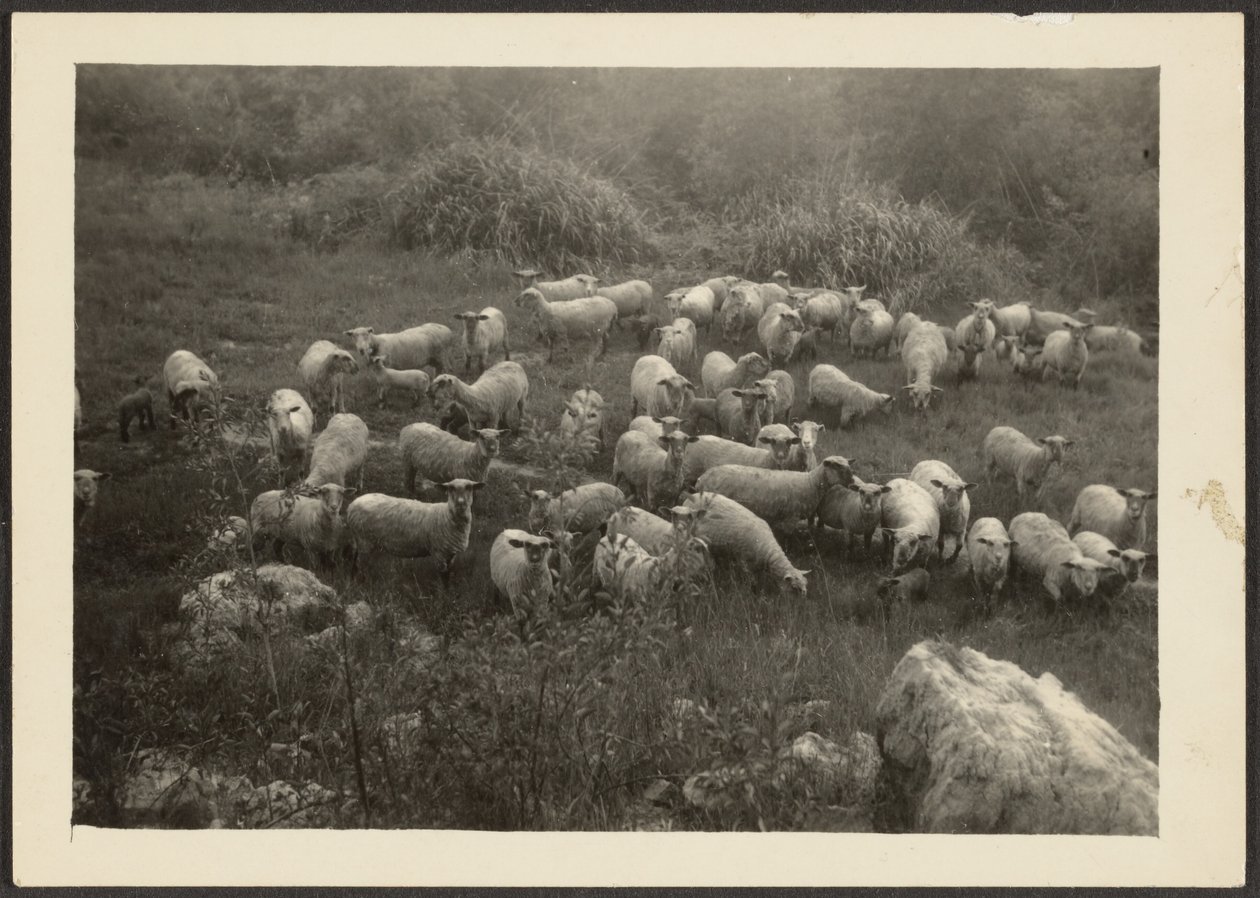 Flock of Sheep by Louis Fleckenstein