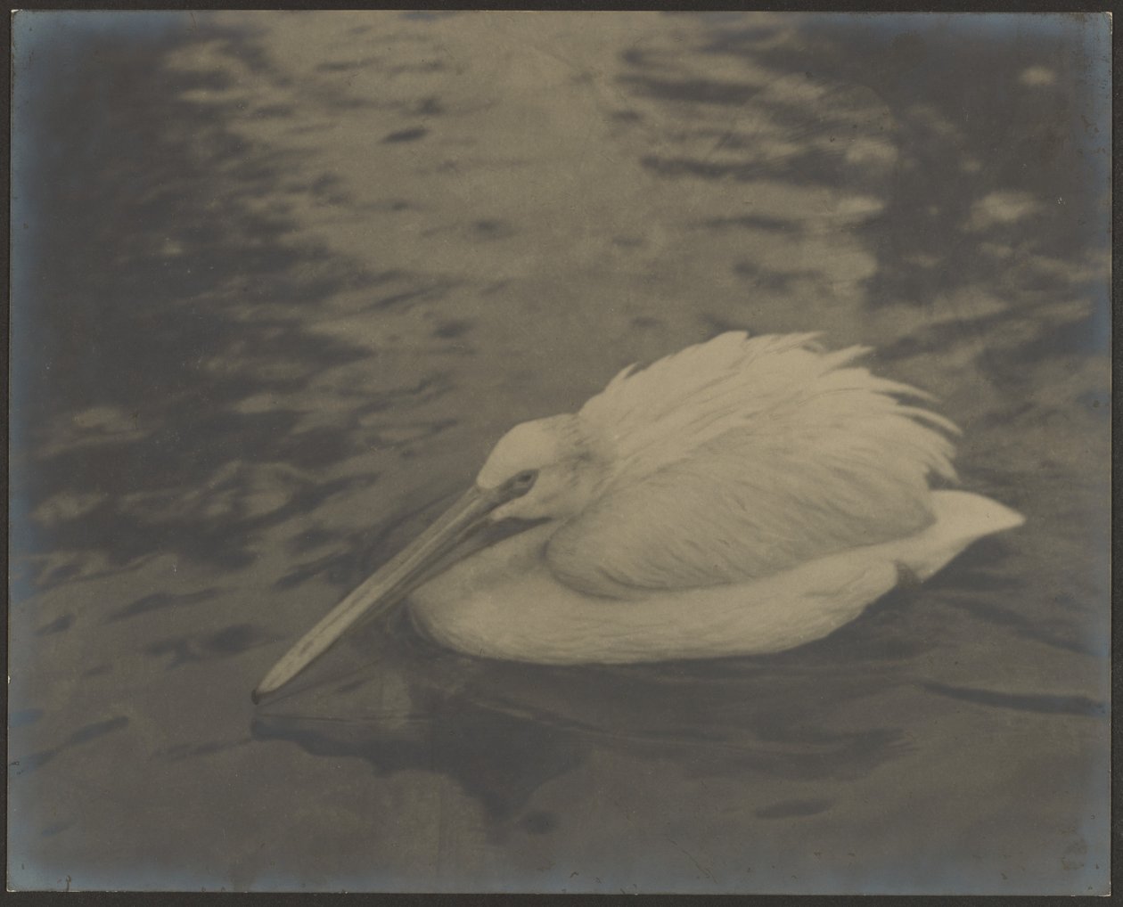 Heron by Louis Fleckenstein