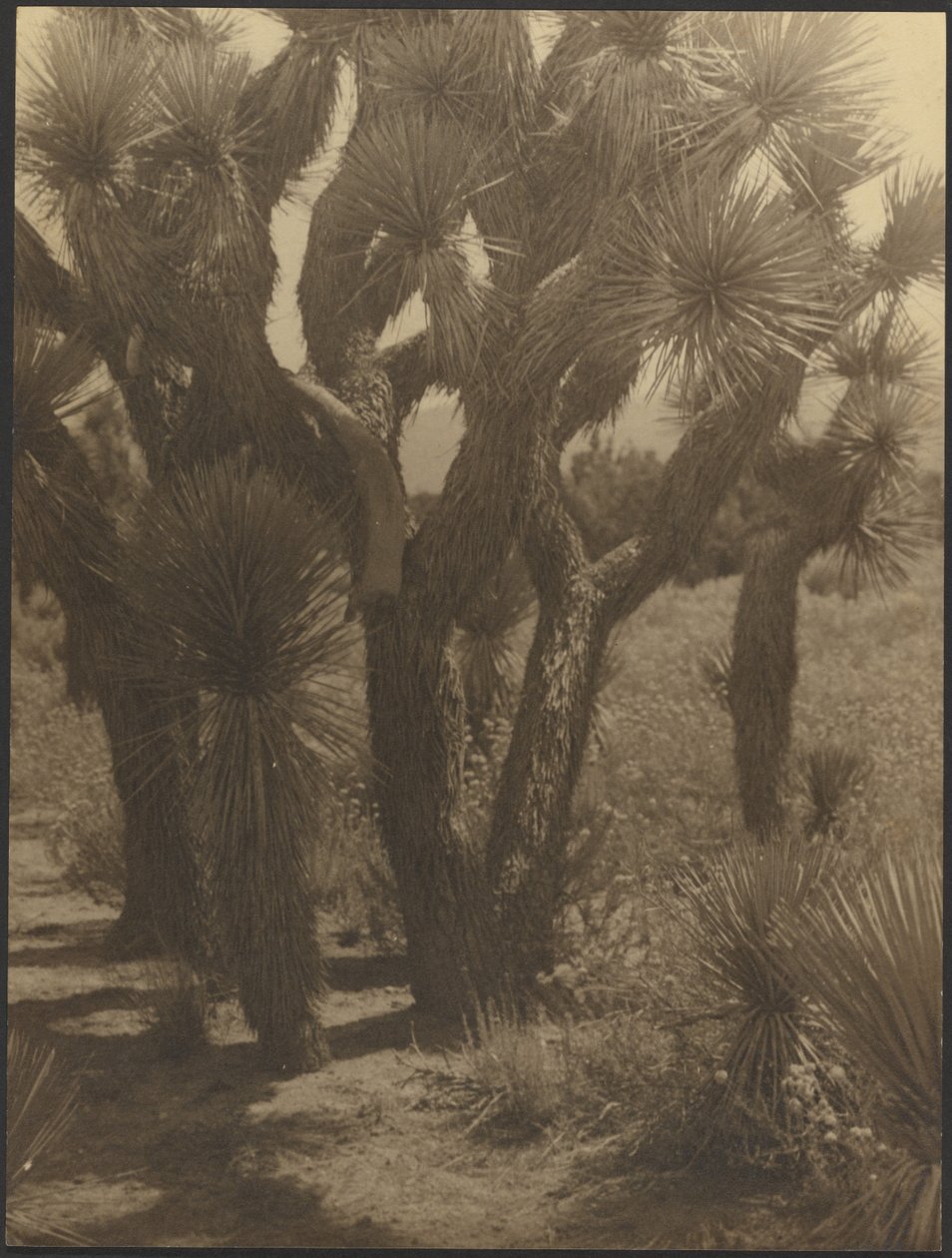 [Joshua Trees Close-Up] by Louis Fleckenstein