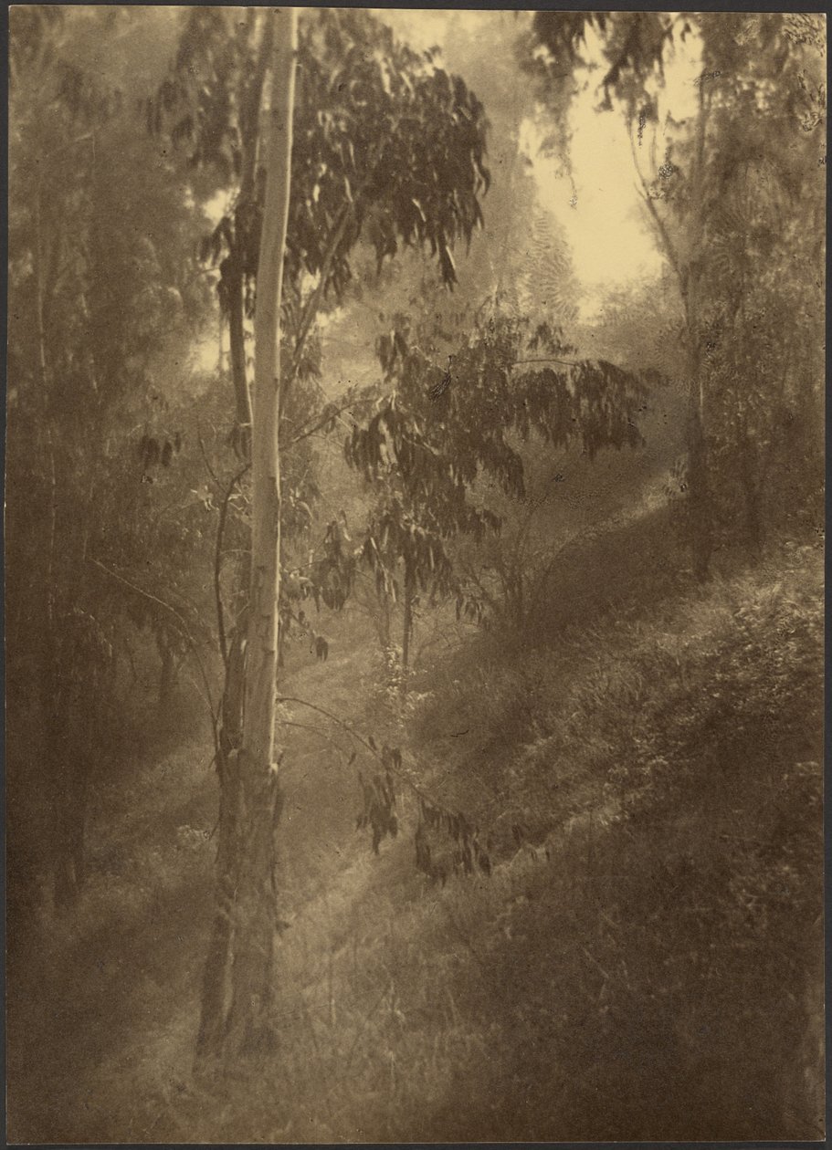 Morning Mist by Louis Fleckenstein