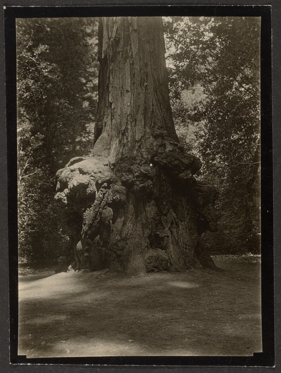 [Redwood, Big Basin] by Louis Fleckenstein