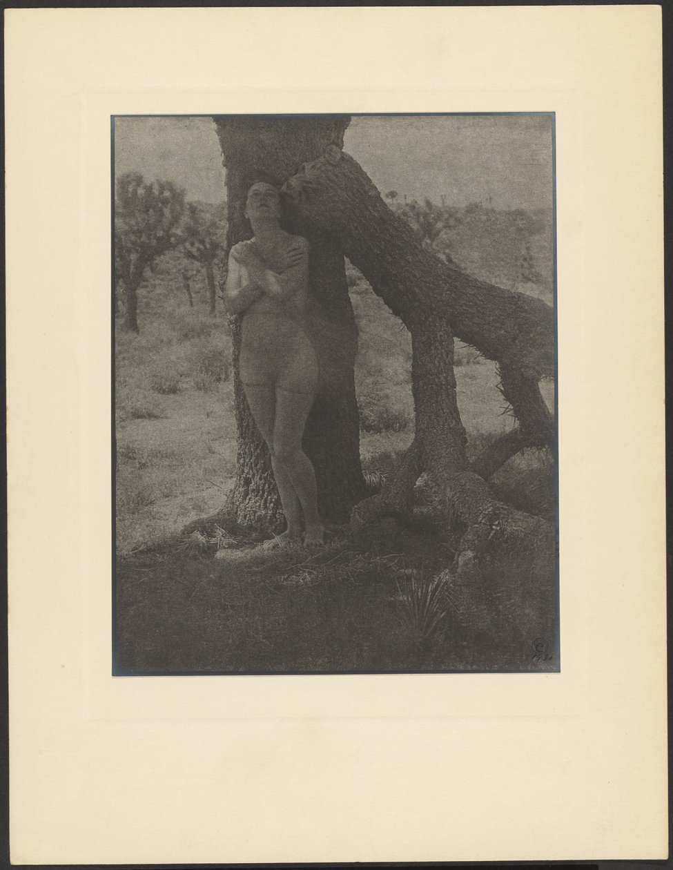 Spirit of the Joshua by Louis Fleckenstein