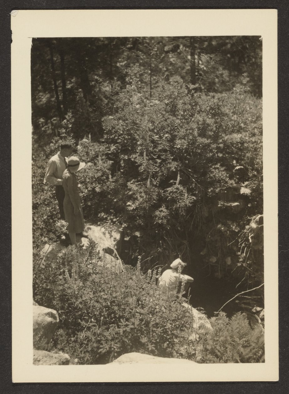 Spring in Fern Valley by Louis Fleckenstein