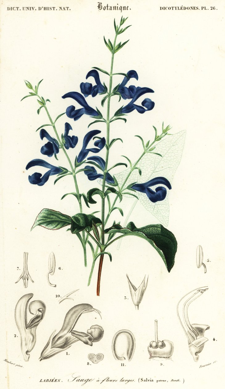 Gentian Sage or Spreading Sage, Salvia patens (engraving) by Louis Joseph Edouard Maubert