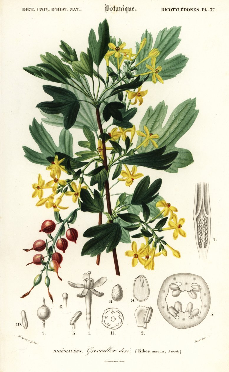 Golden Currant, Ribes Aureum (engraving) by Louis Joseph Edouard Maubert