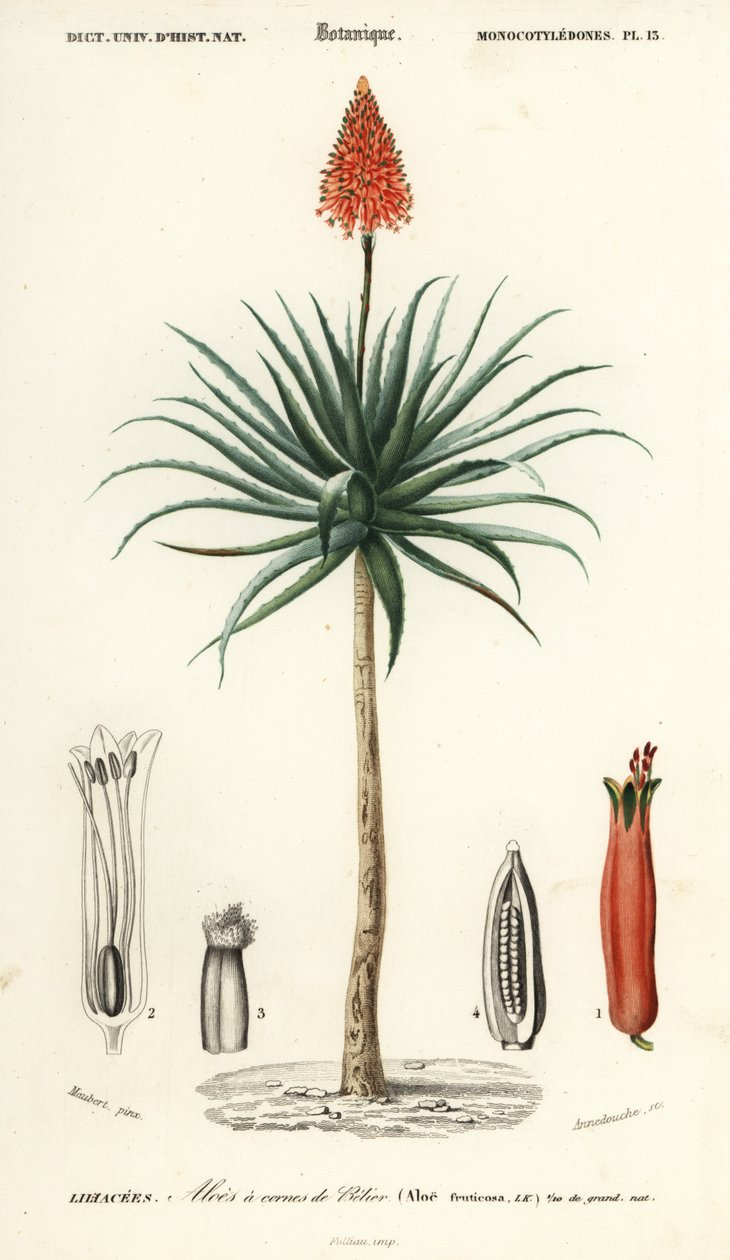 Krantz Aloe, Aloe Arborescens (1849) by Louis Joseph Edouard Maubert