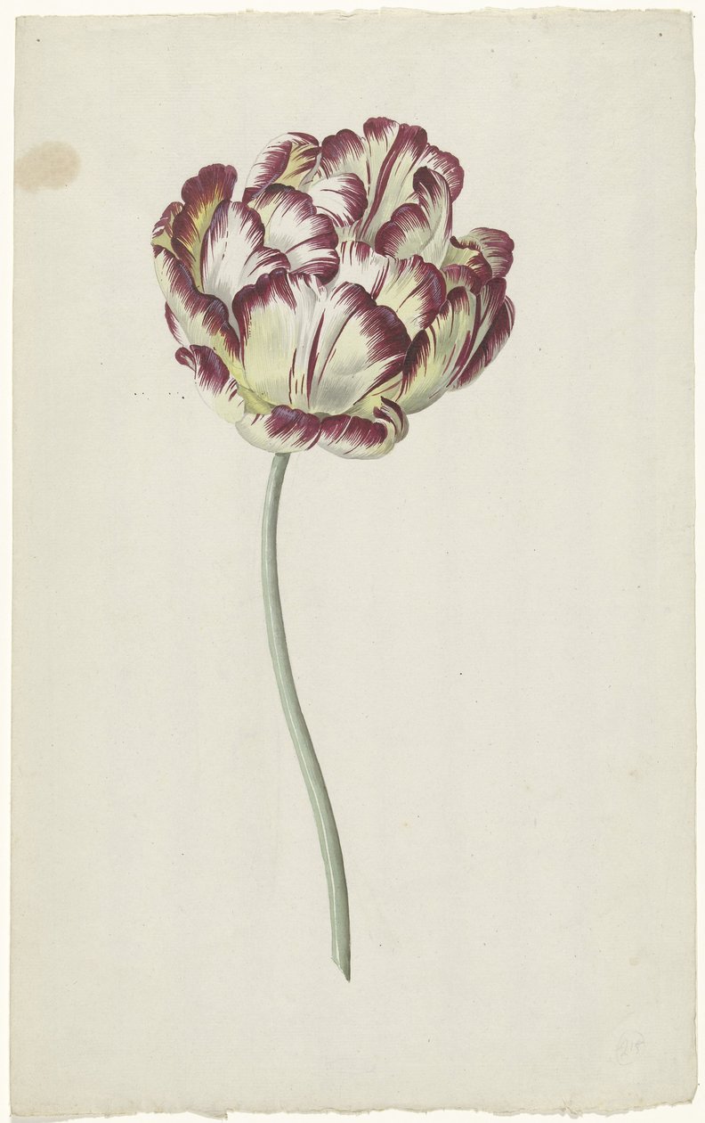 Tulip by Louis Moritz