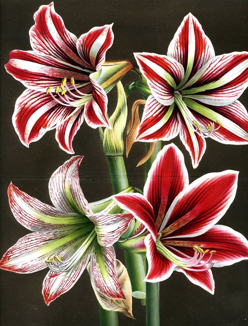Amaryllis Hippeastra by Louis Van Houtte
