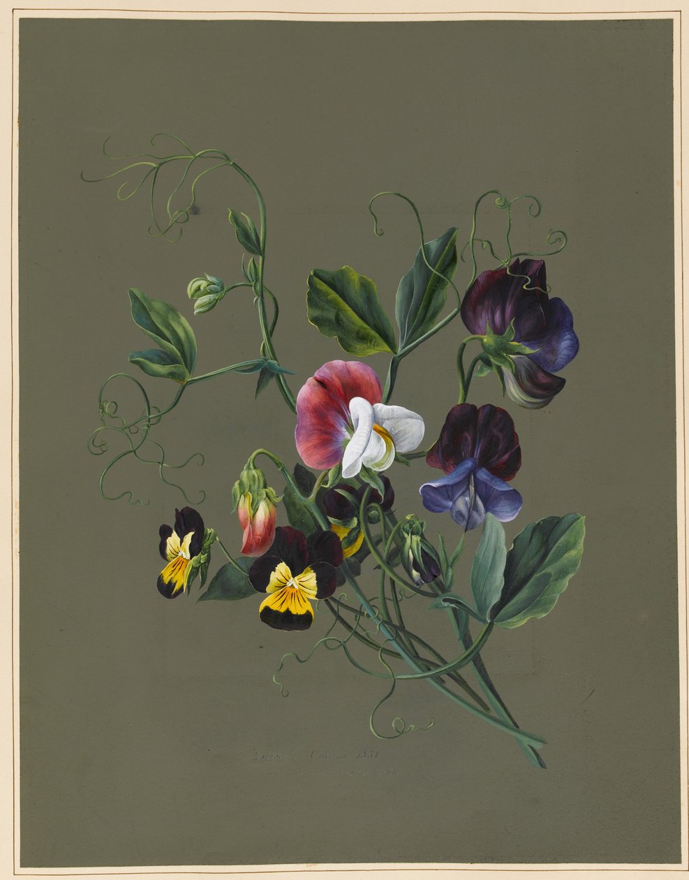Sweet Peas (Quitro) and Violas, 1830 by Louise DOrleans
