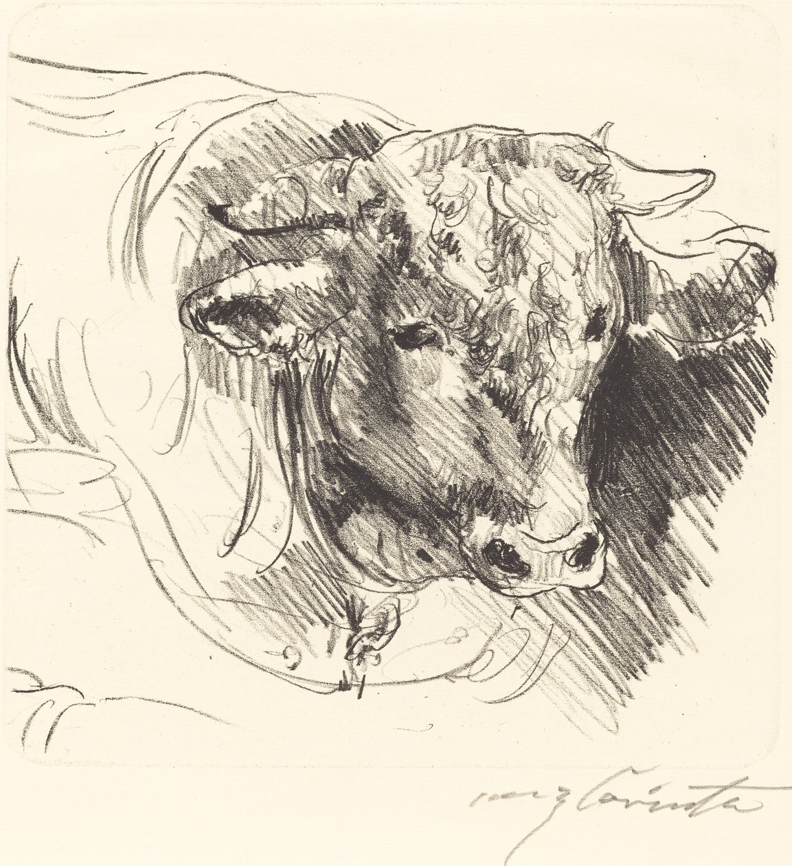 Head of a Steer by Lovis Corinth